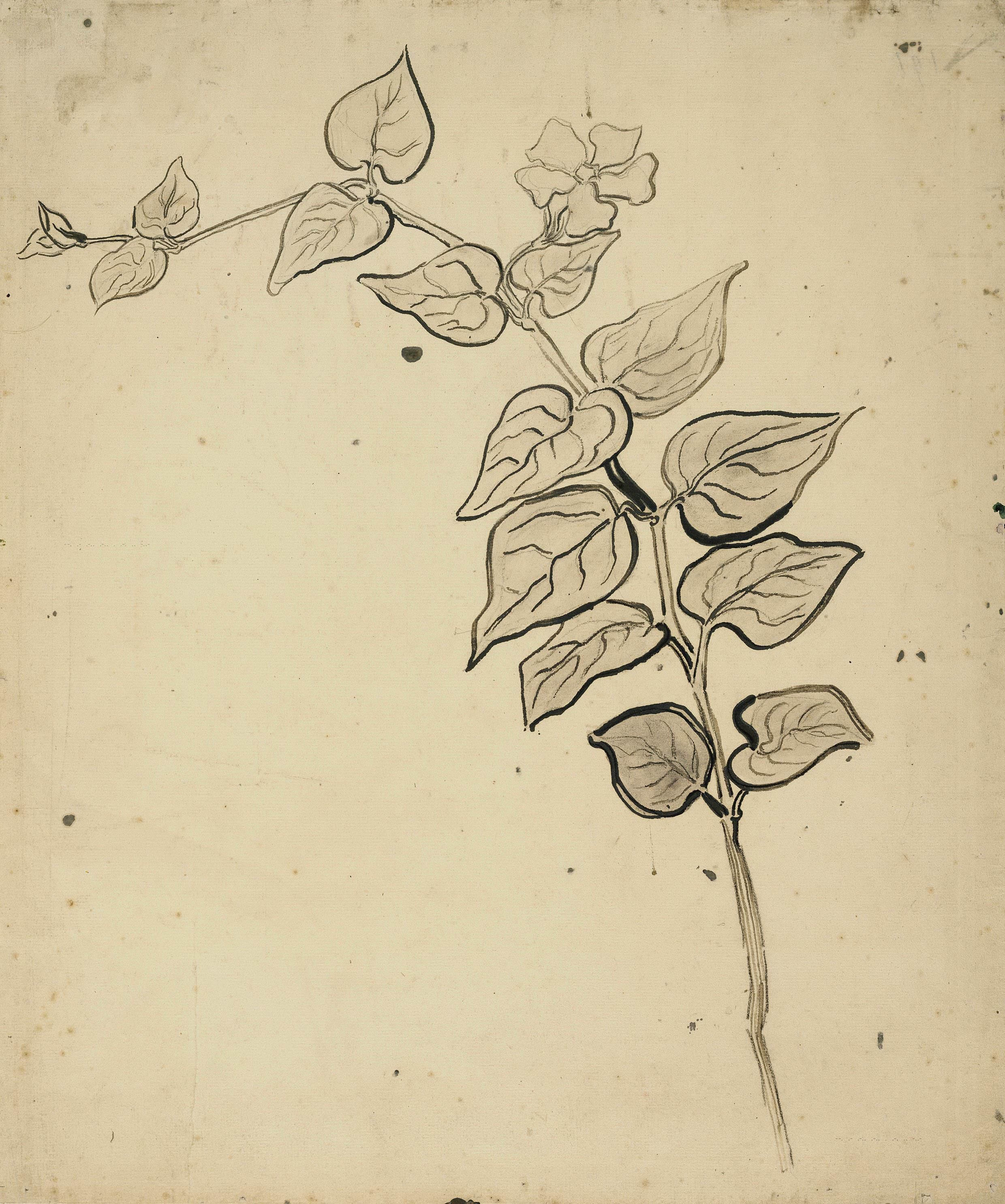 无 - 植物写生图 - 简洁植物线条勾勒 