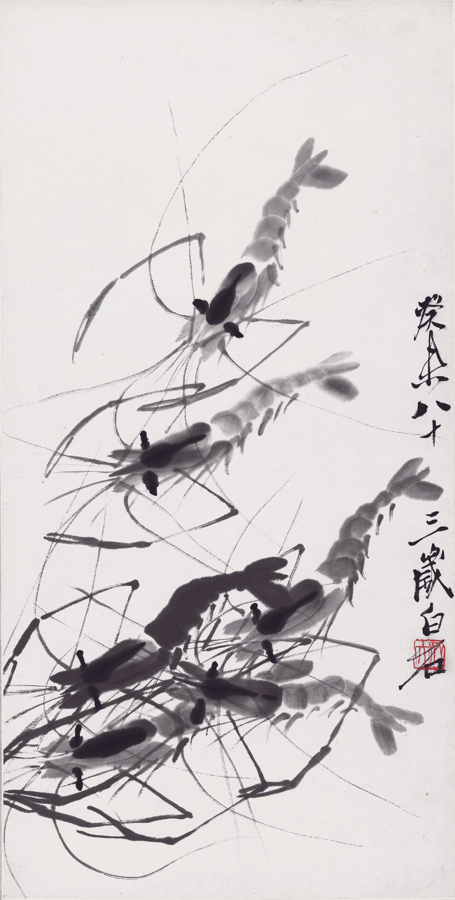 虫鱼画 - 墨虾 - 水墨绘灵动鲜活群虾 