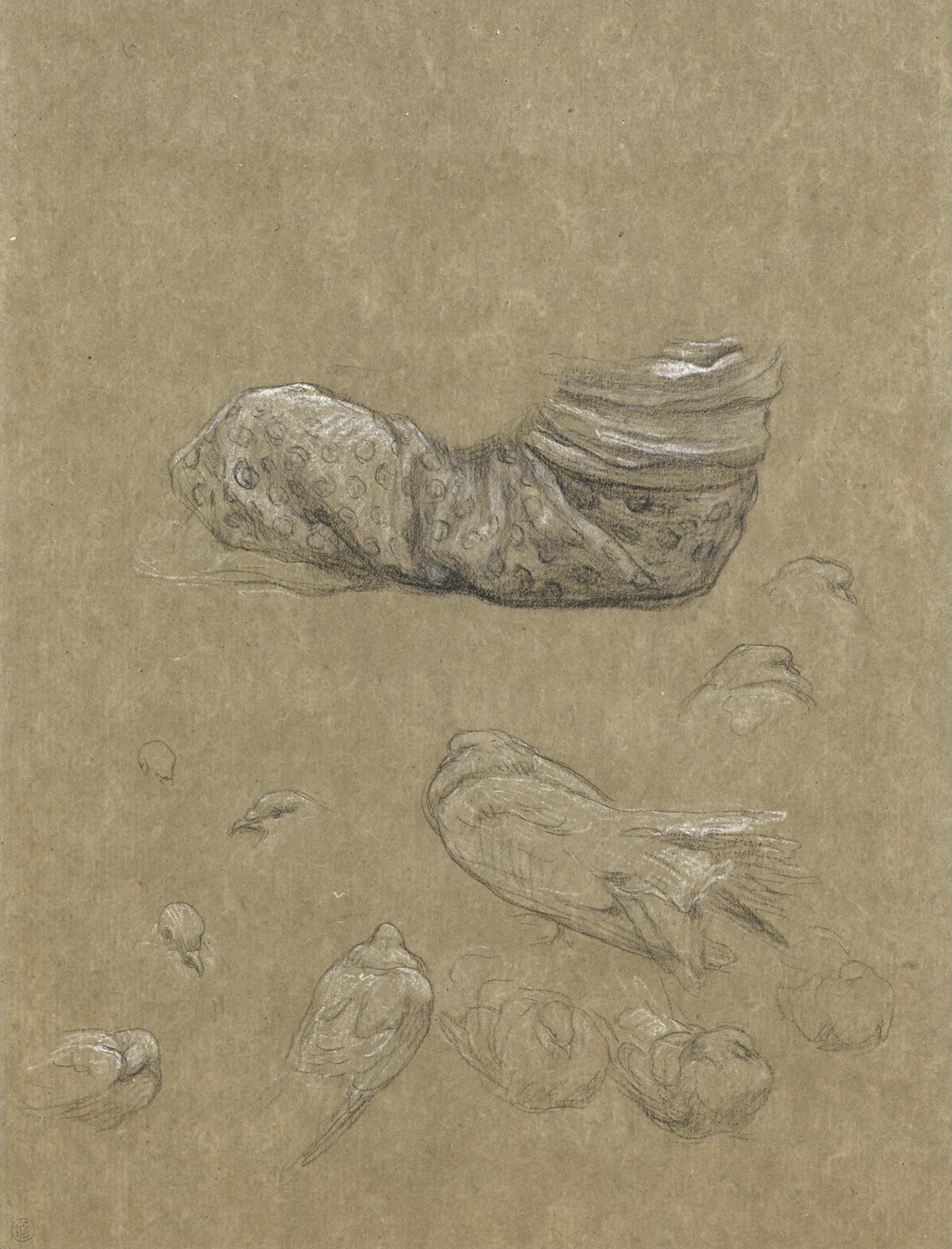其他 - 无题 - 鞋与群鸟的素描习作 