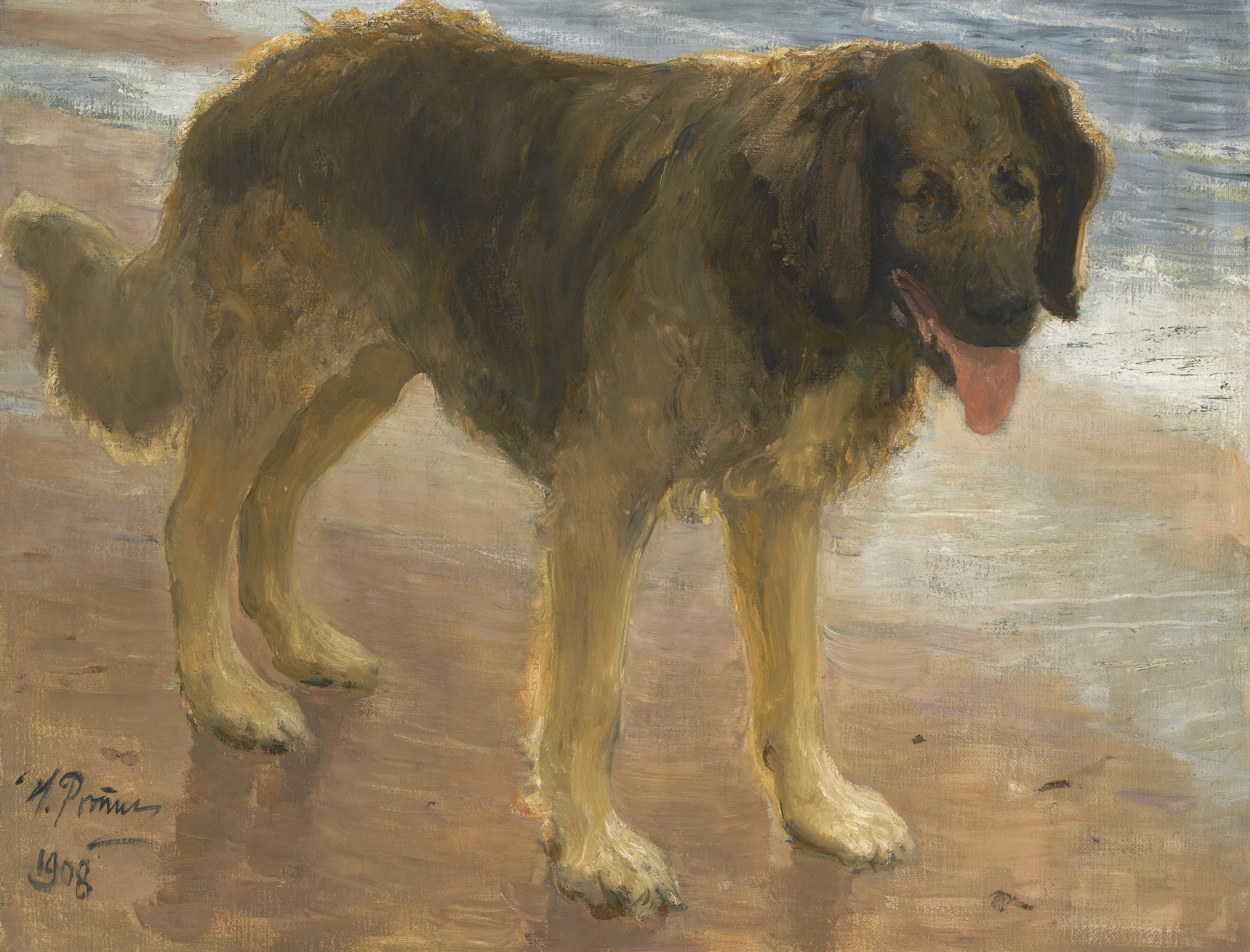 其他 - 无 - 描绘沙滩上的一只大狗 