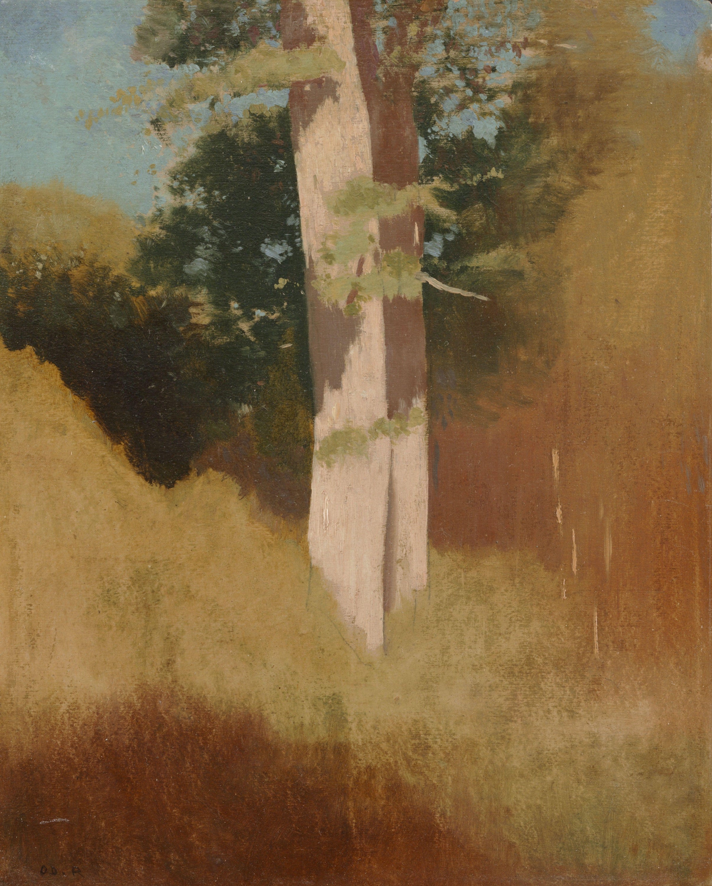 花卉静物描绘主题 - 无具体名字 - 展现林中树木自然景致 