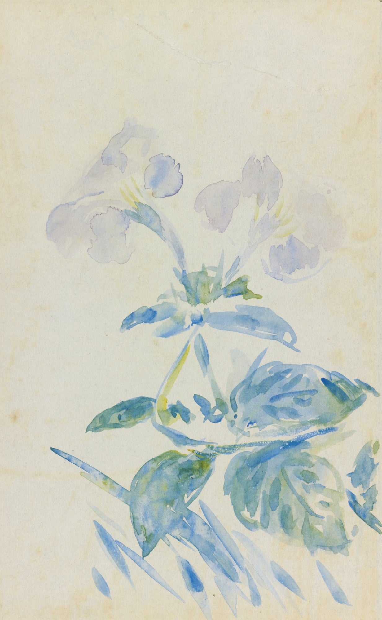 其他 - 花卉水彩画 - 淡彩绘就花卉之柔美 