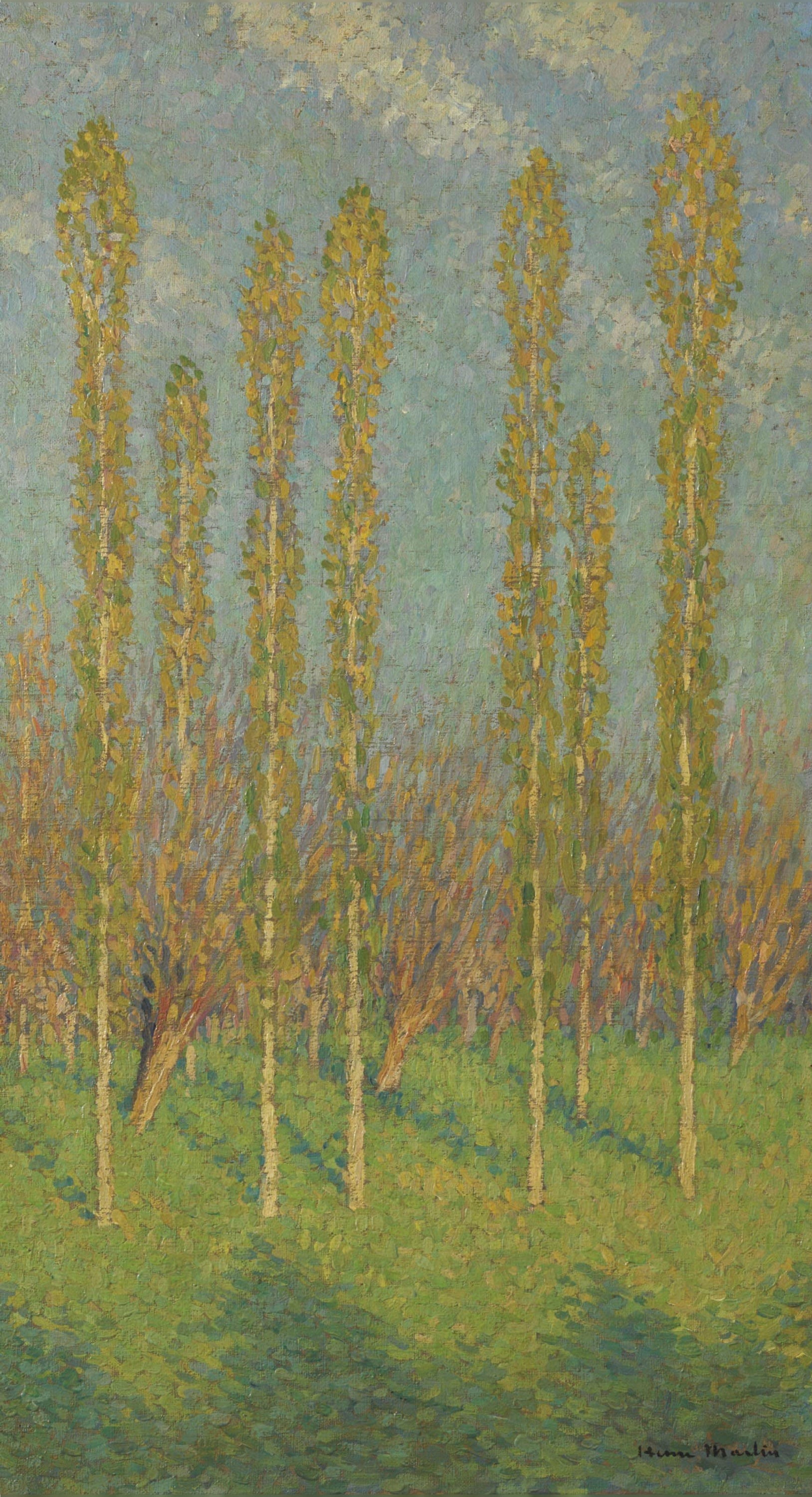 风景诗意主题 - 白杨树林 - 白杨挺立的诗意风景 