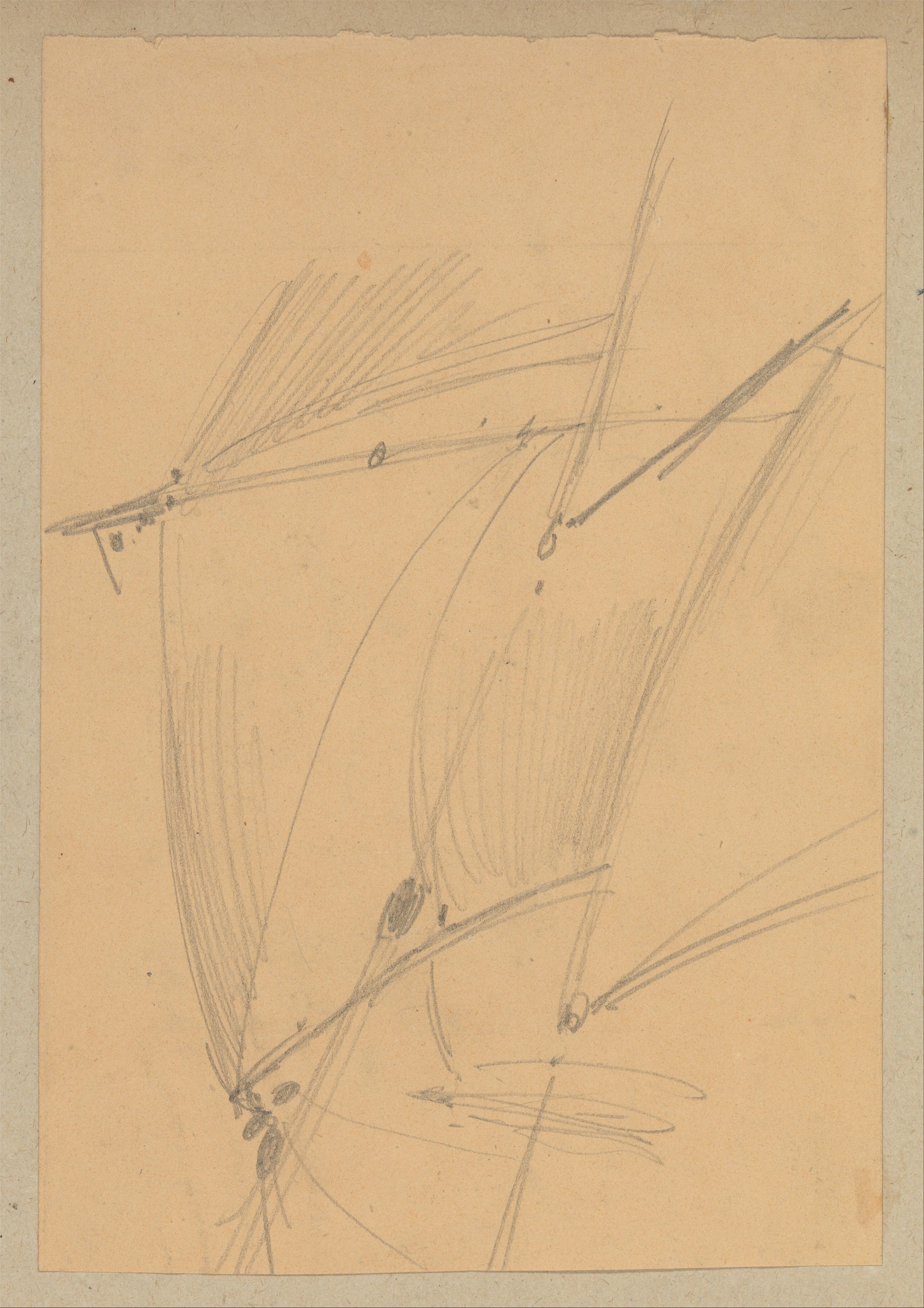 其他 - 草枝素描 - 简单线条勾勒草形态 