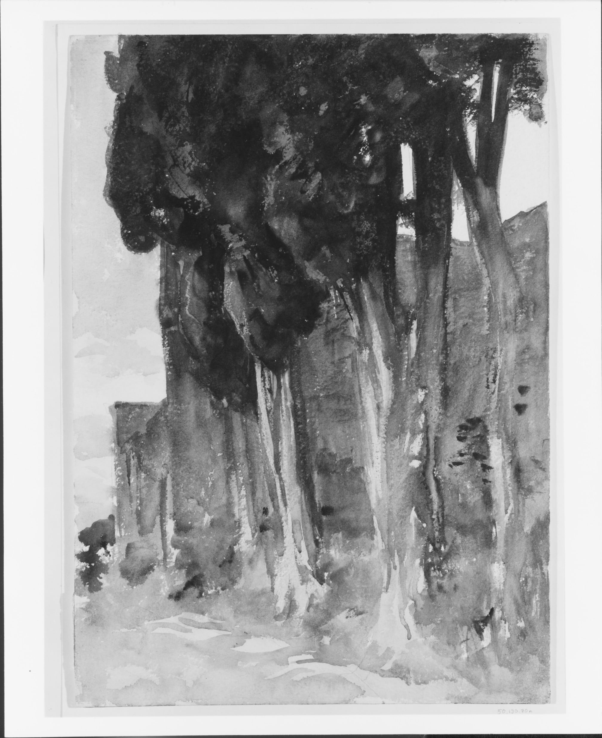 旅行风景记录主题 - 黑白树木风景绘 - 黑白笔触绘就树木景致 