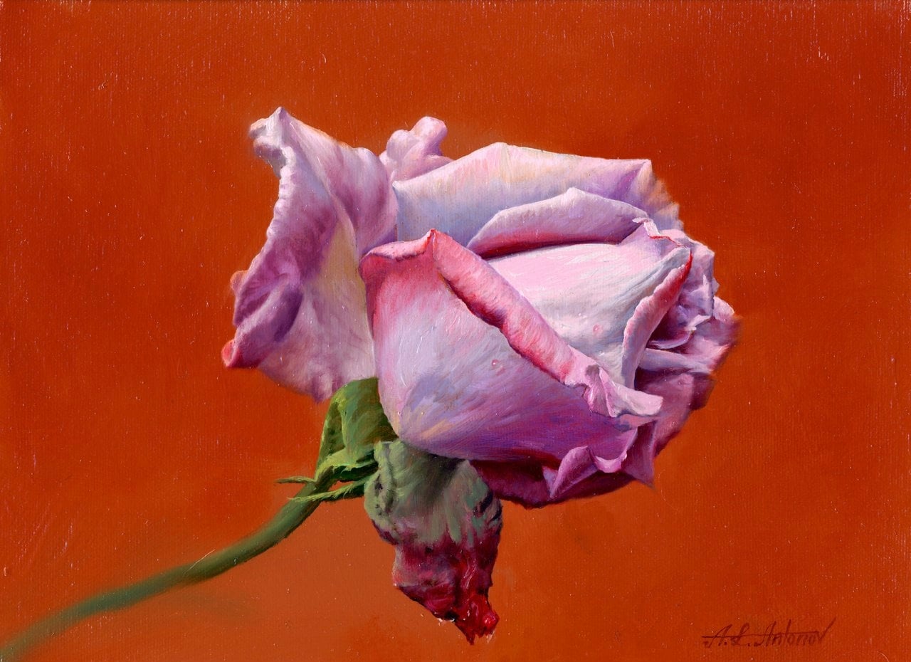 其他 - 紫玫瑰 - 橙背景下的娇艳紫玫瑰 