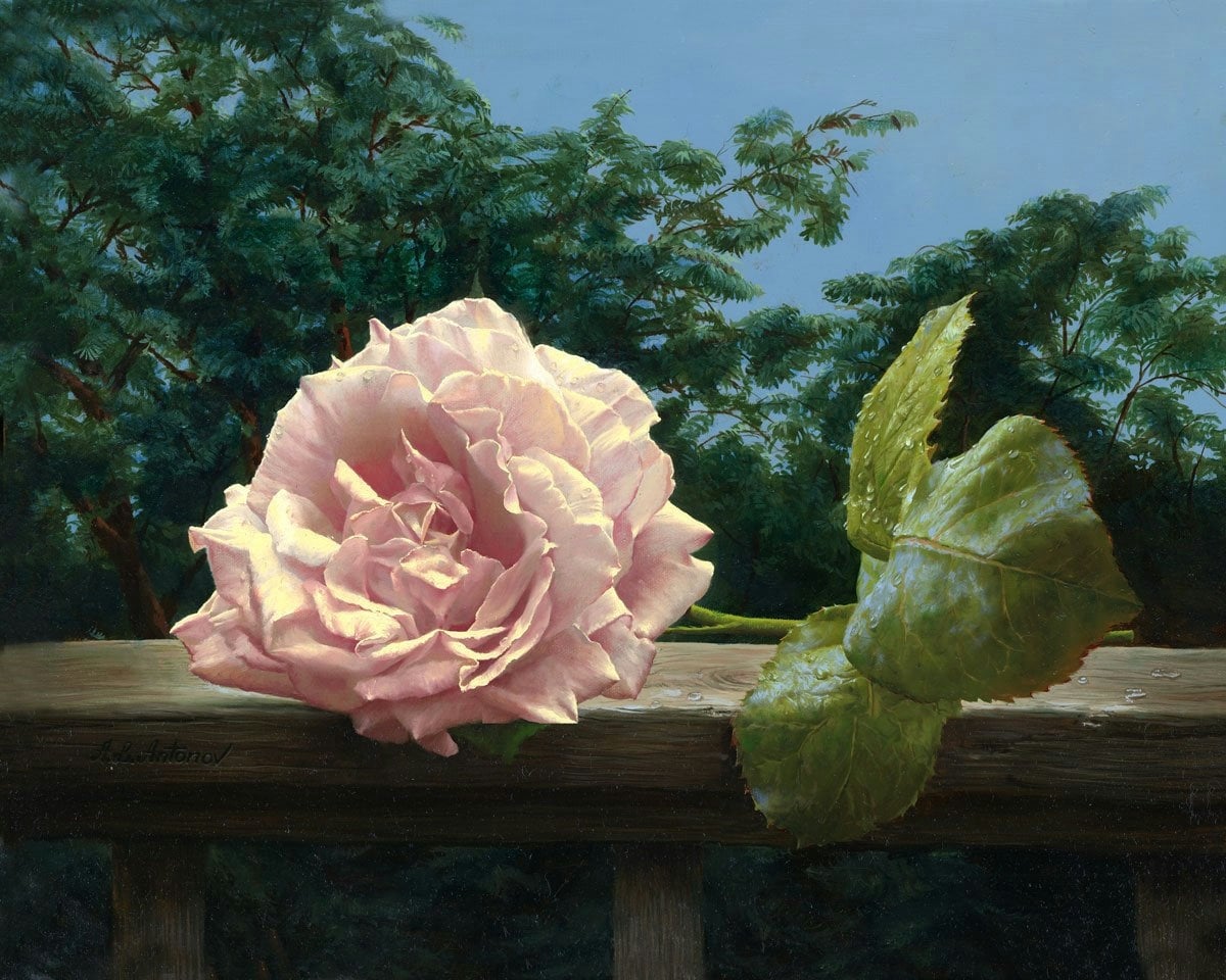 风景主题 - 木栏上的粉玫瑰 - 木栏粉玫伴绿叶景致 