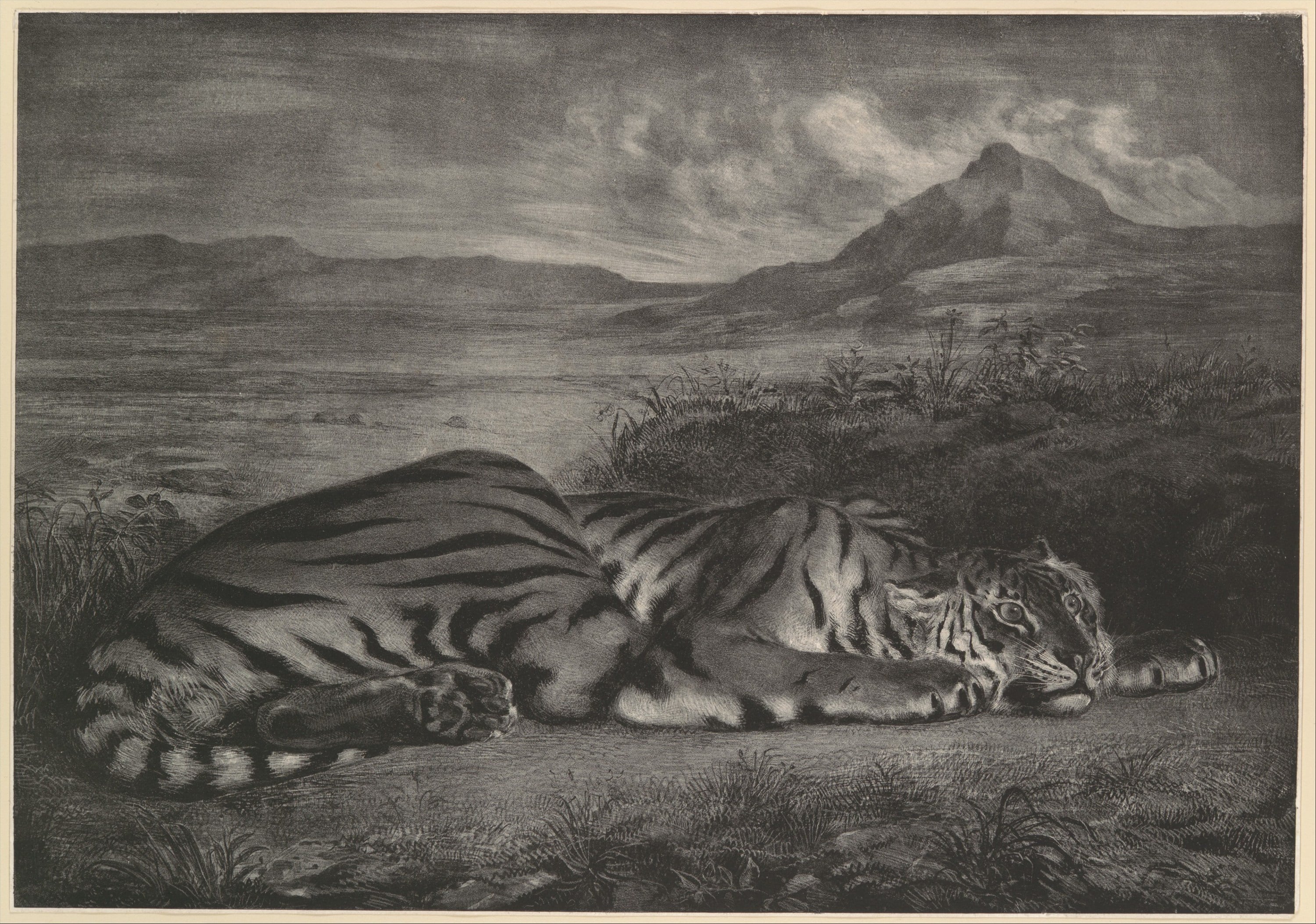 其他 - 未知 - 描绘卧于旷野中的老虎 