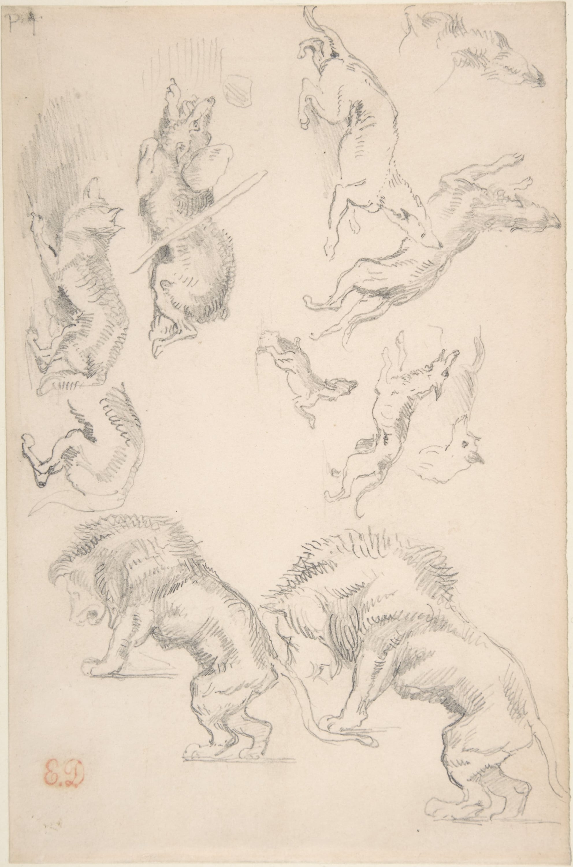 其他 - 动物动态素描 - 多种动物动态之描绘 