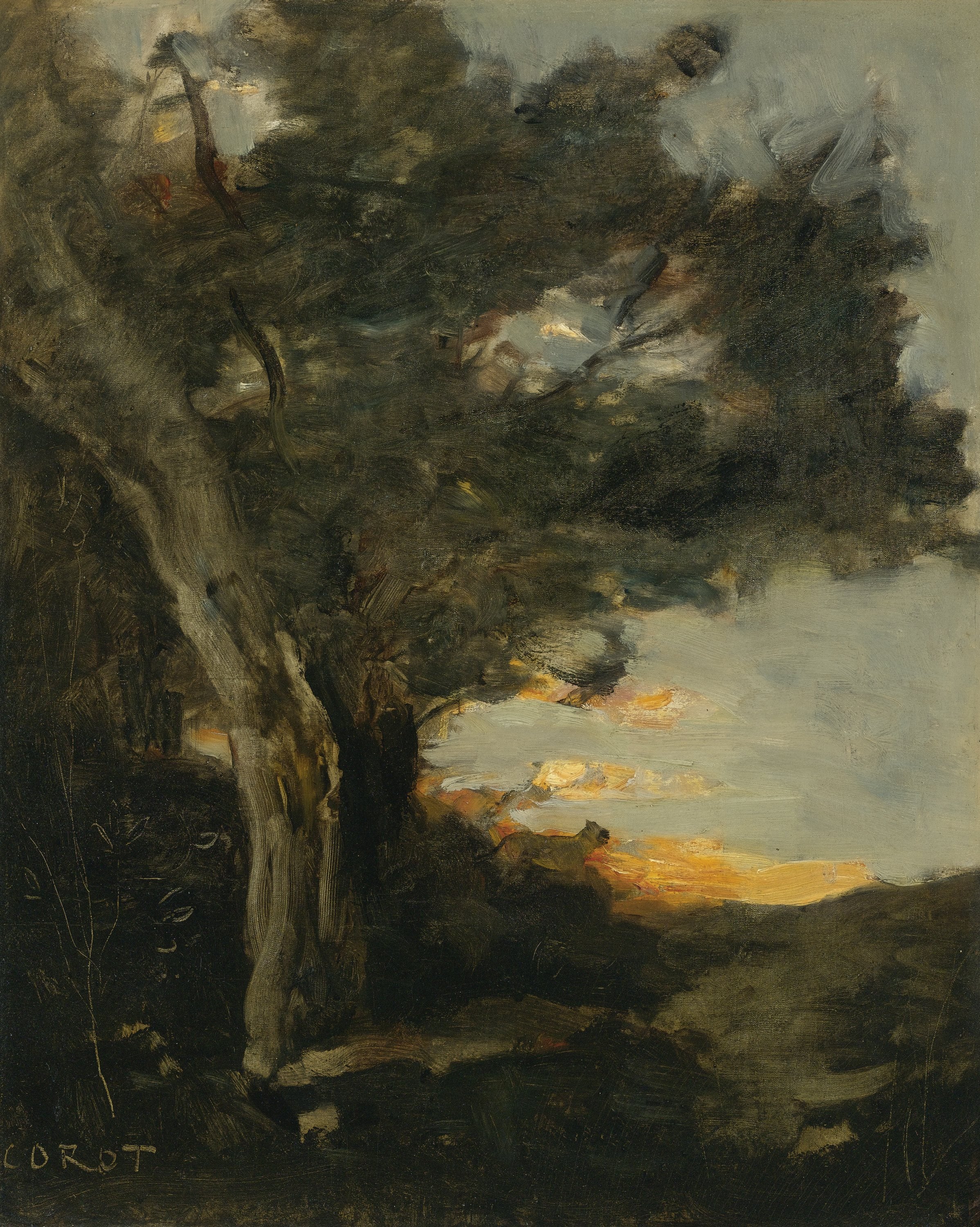 自然光影变化主题 - 未命名 - 树木间光影交织的景致